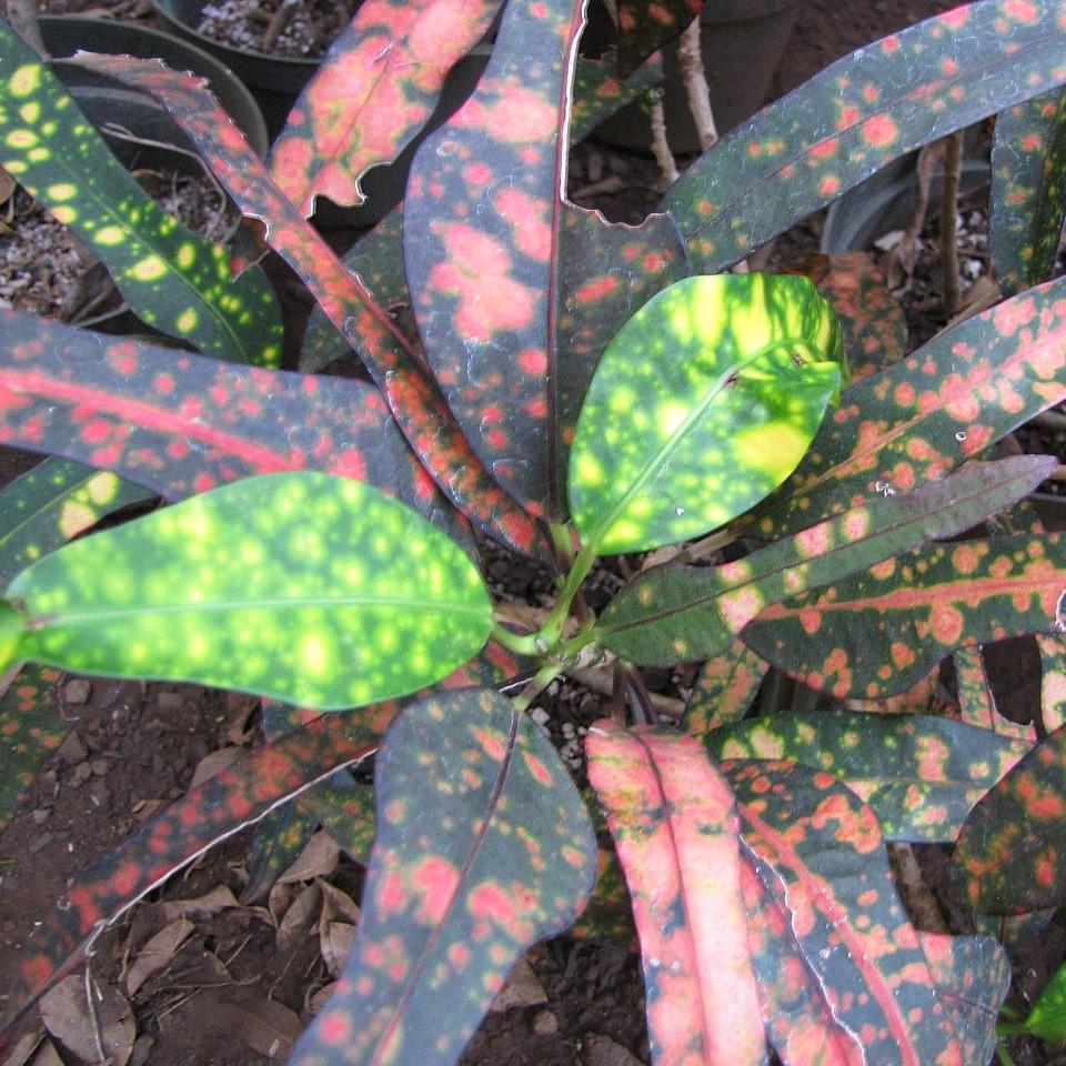 Codiaeum variegatum ~ Croton-ServeScape
