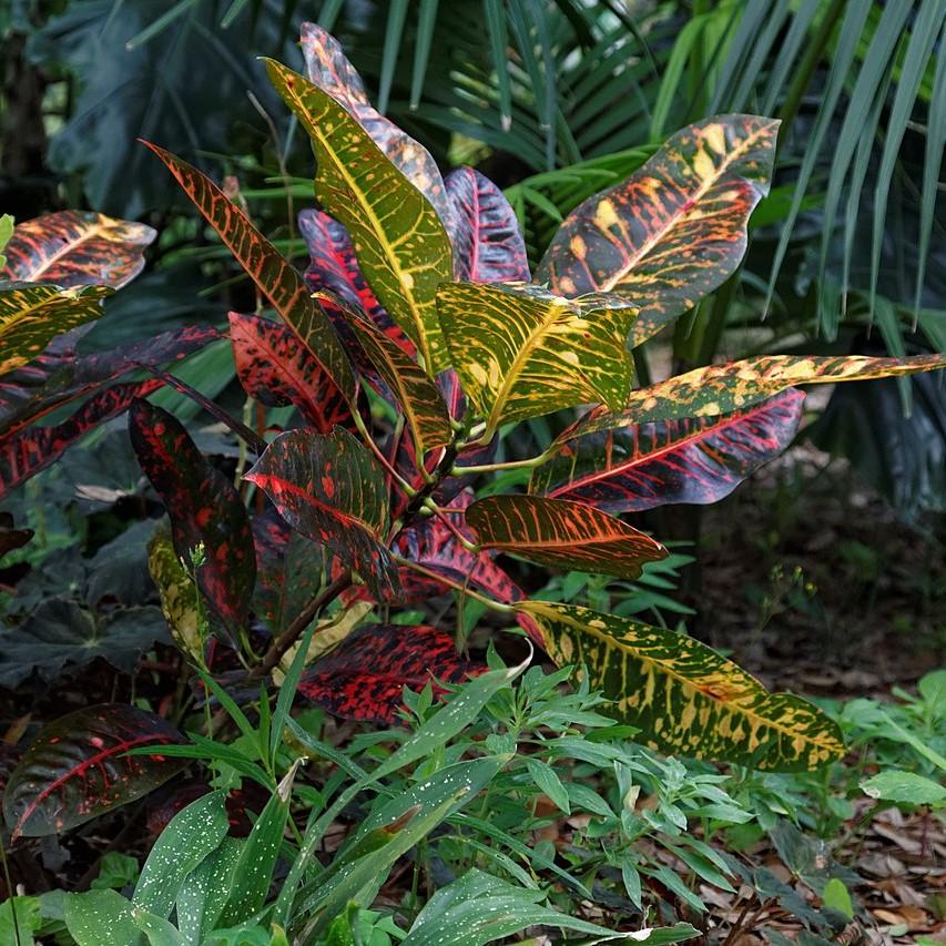 Codiaeum variegatum ~ Croton-ServeScape