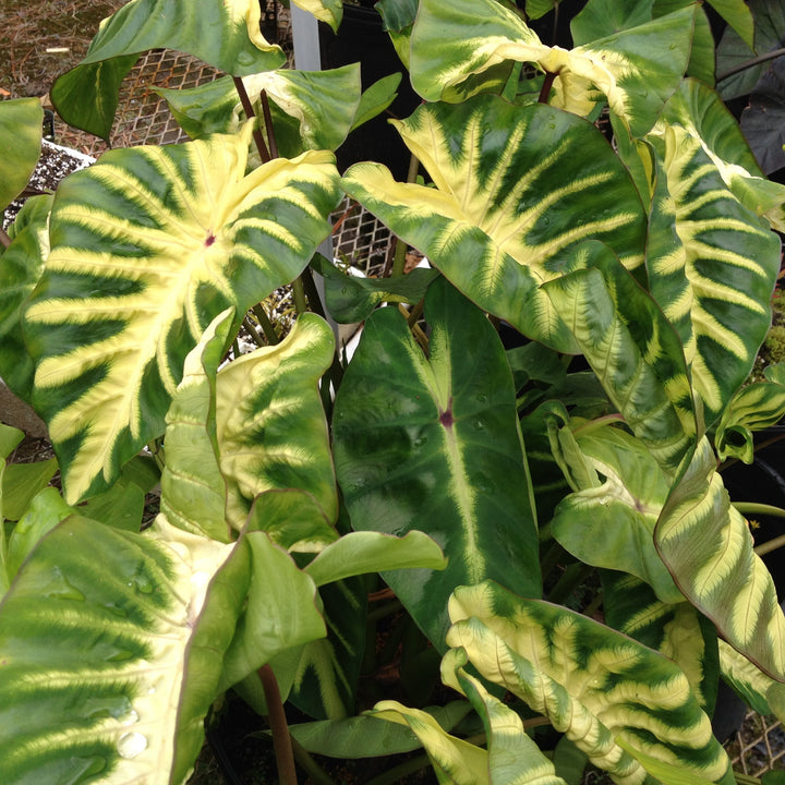 Colocasia esculenta 'Maui Sunrise' ~ Royal Hawaiian® Maui Sunrise Elephant Ear-ServeScape