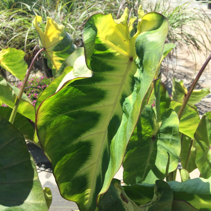 Colocasia esculenta 'Maui Sunrise' ~ Royal Hawaiian® Maui Sunrise Elephant Ear-ServeScape