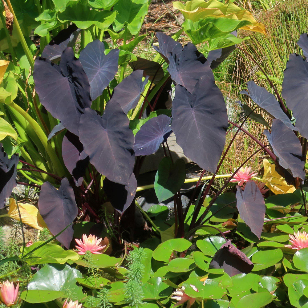 Colocasia esculenta 'Black Magic ~ Black Magic Elephant Ear, Taro-ServeScape