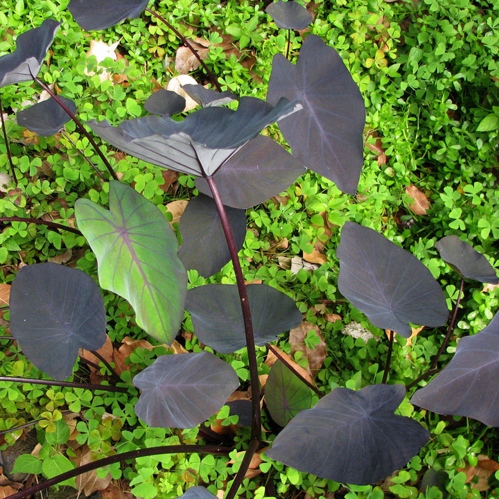 Colocasia esculenta 'Black Magic ~ Black Magic Elephant Ear, Taro-ServeScape