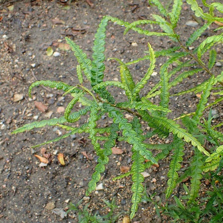 Comptonia peregrina ~ Sweet Fern-ServeScape