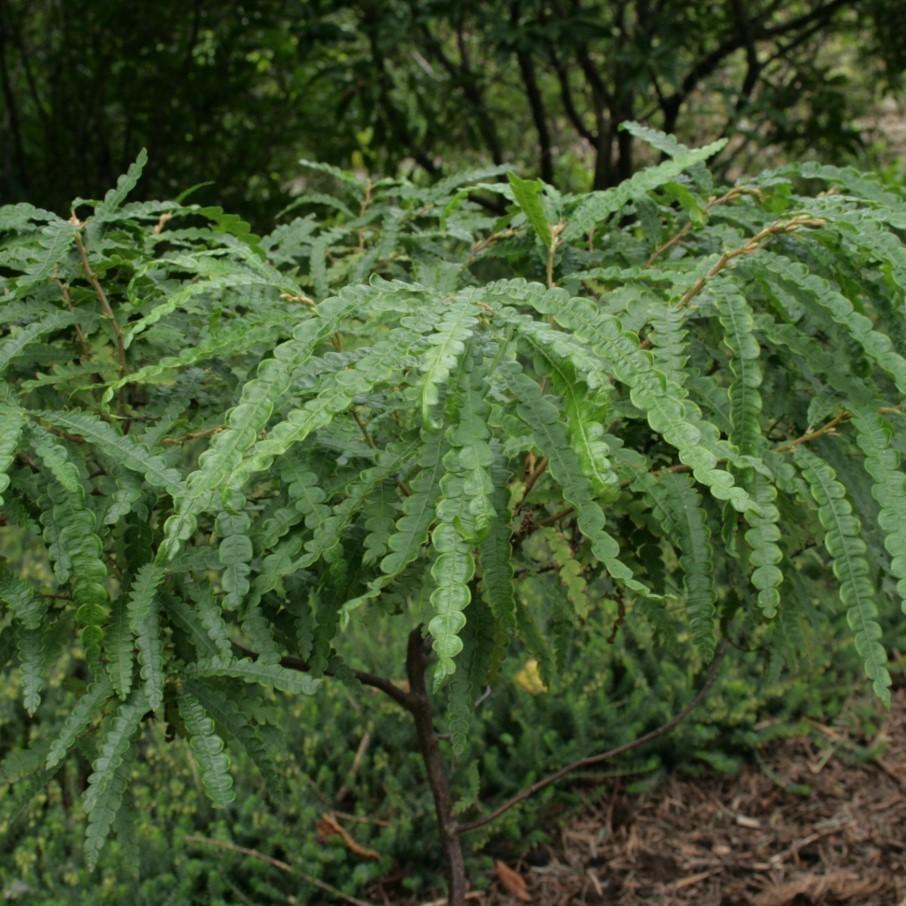 Comptonia peregrina ~ Sweet Fern - Delivered By ServeScape