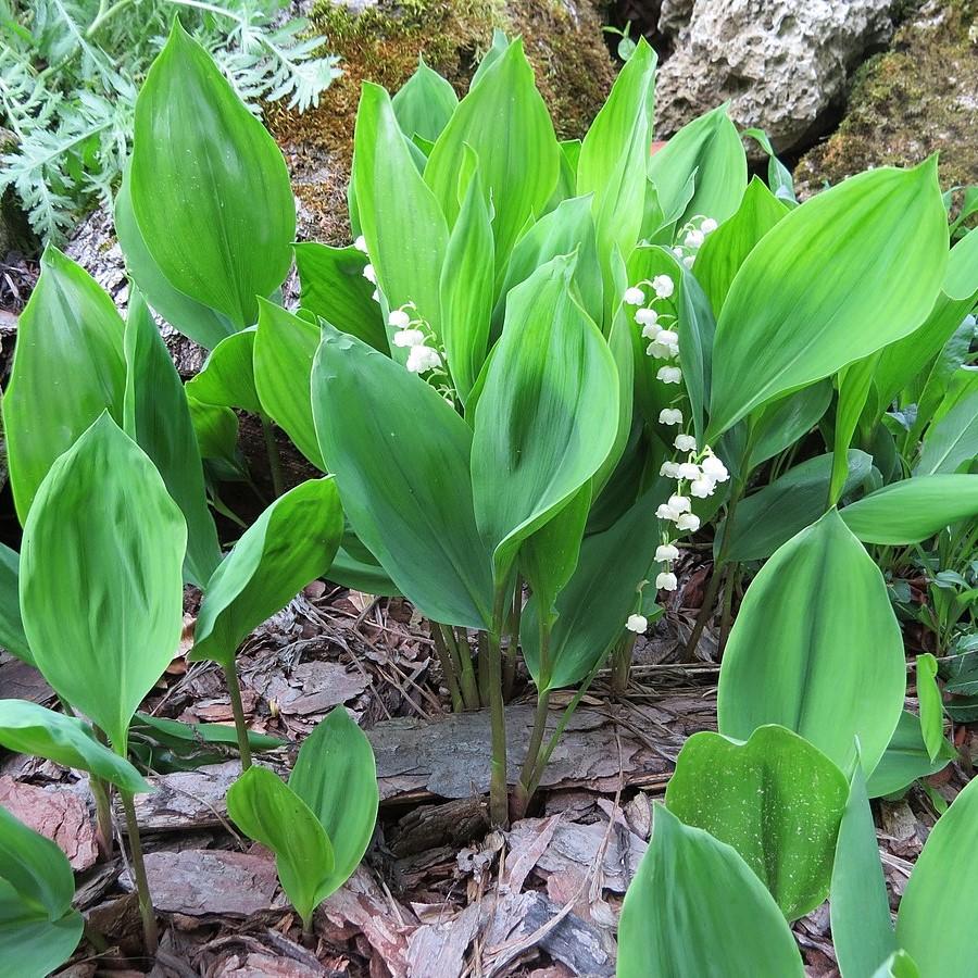 Convallaria majalis ~ Lily of the Valley-ServeScape