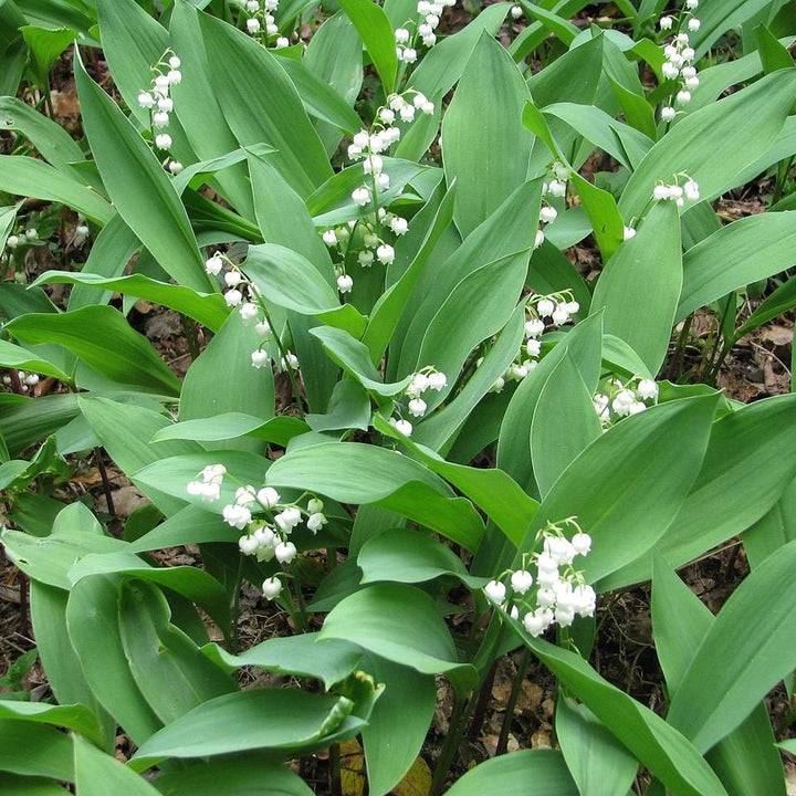 Convallaria majalis ~ Lily of the Valley-ServeScape