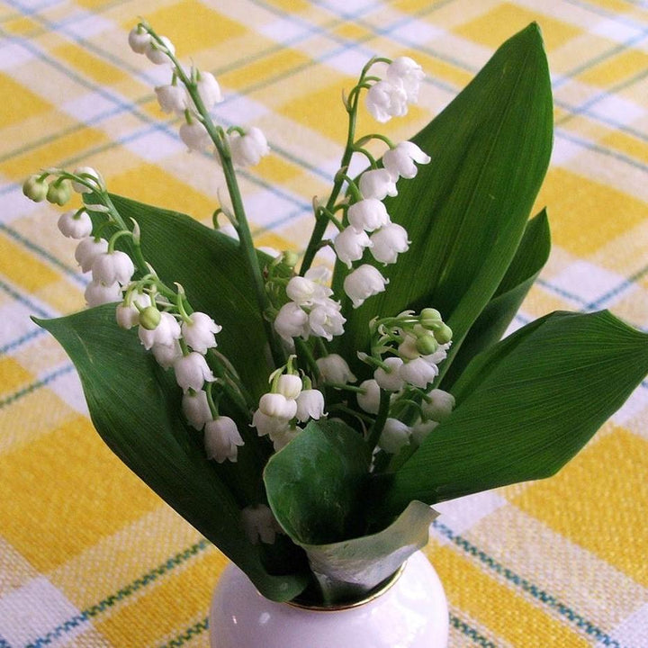 Convallaria majalis ~ Lily of the Valley-ServeScape