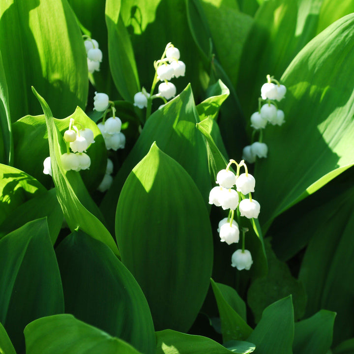 Convallaria majalis ~ Lily of the Valley - Delivered By ServeScape