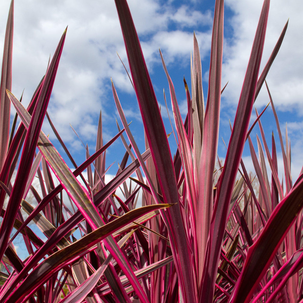 Cordyline australis 'Charlie Boy' PP #20,139 ~ Charlie Boy Cordyline-ServeScape