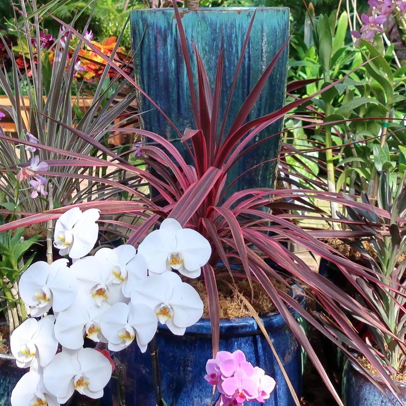 Cordyline australis 'Charlie Boy' PP #20,139 ~ Charlie Boy Cordyline-ServeScape