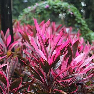 Cordyline fruticosa 'Red Sister' ~ Red Sister Ti Plant-ServeScape