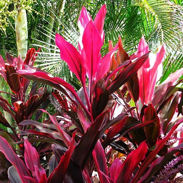 Cordyline fruticosa 'Red Sister' ~ Red Sister Ti Plant-ServeScape