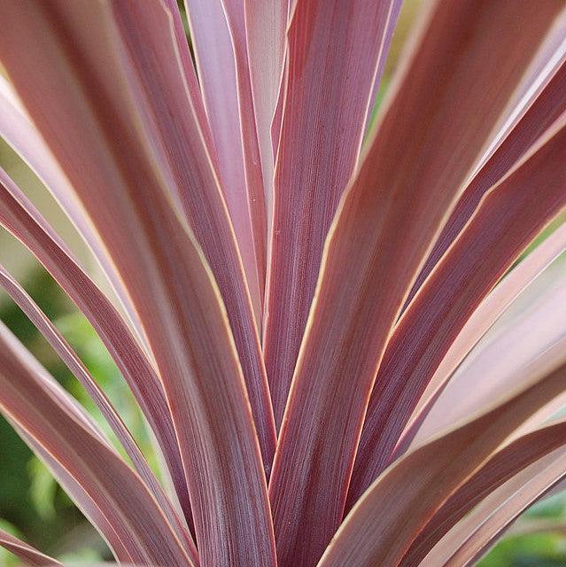 Cordyline australis 'Red Sensation' ~ Red Sensation Cordyline-ServeScape