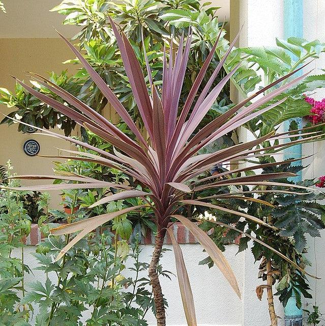 Cordyline australis 'Red Sensation' ~ Red Sensation Cordyline-ServeScape