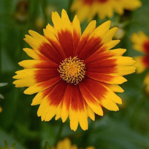 Coreopsis 'Baluptgonz' ~ Uptick™ Gold & Bronze Tickseed - Delivered By ServeScape