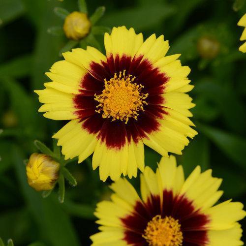 Coreopsis 'Baluptowed' ~ Uptick™ Yellow & Red Coreopsis - Delivered By ServeScape
