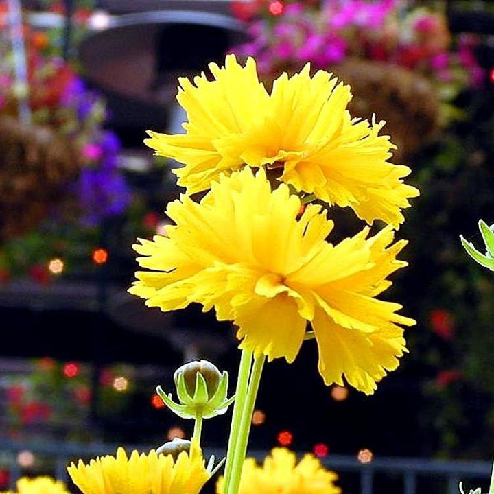 Coreopsis auriculata 'Charlize' ~ Leading Lady™ Charlize Coreopsis, Tickseed-ServeScape