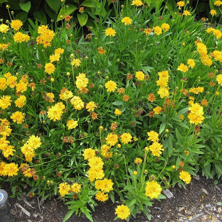 Coreopsis auriculata 'Charlize' ~ Leading Lady™ Charlize Coreopsis, Tickseed-ServeScape