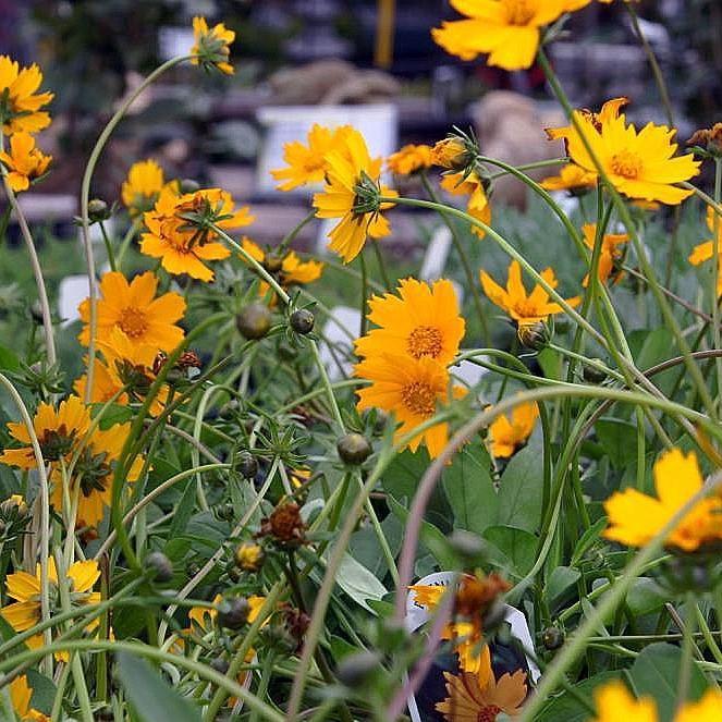 Coreopsis auriculata 'Nana' ~ Dwarf Tickseed - Delivered By ServeScape