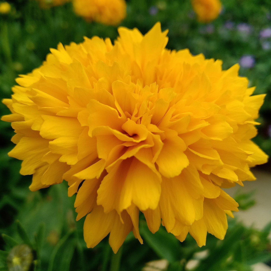 Coreopsis grandiflora 'DCOREO16' ~ Solanna™ Golden Sphere Tickseed - Delivered By ServeScape