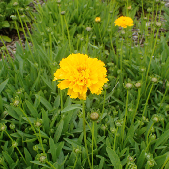 Coreopsis grandiflora 'Early Sunrise' ~ Early Sunrise Giant Tickseed - Delivered By ServeScape