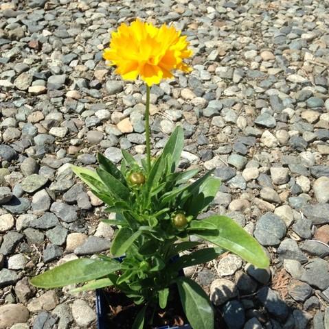 Coreopsis grandiflora 'Early Sunrise' ~ Early Sunrise Giant Tickseed-ServeScape