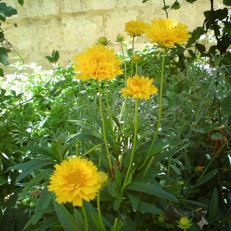 Coreopsis grandiflora 'Early Sunrise' ~ Early Sunrise Giant Tickseed-ServeScape