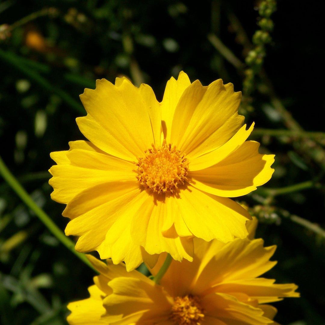 Coreopsis grandiflora 'Sun Up' ~ Sun Up Tickseed - Delivered By ServeScape