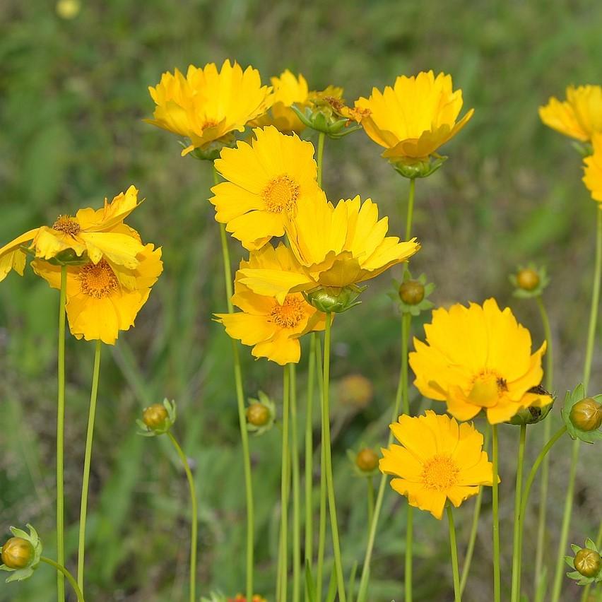 Coreopsis lanceolata ~ Lanceleaf Coreopsis-ServeScape