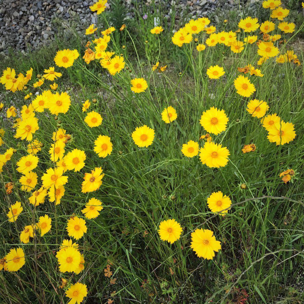 Coreopsis lanceolata ~ Lanceleaf Coreopsis - Delivered By ServeScape