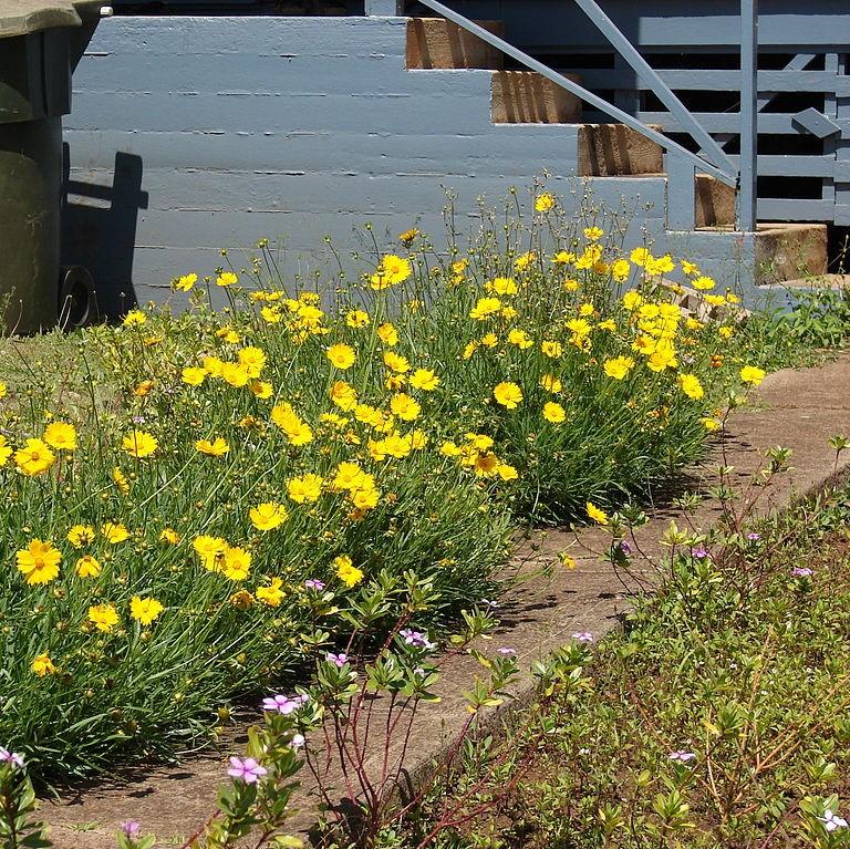 Coreopsis lanceolata ~ Lanceleaf Coreopsis-ServeScape