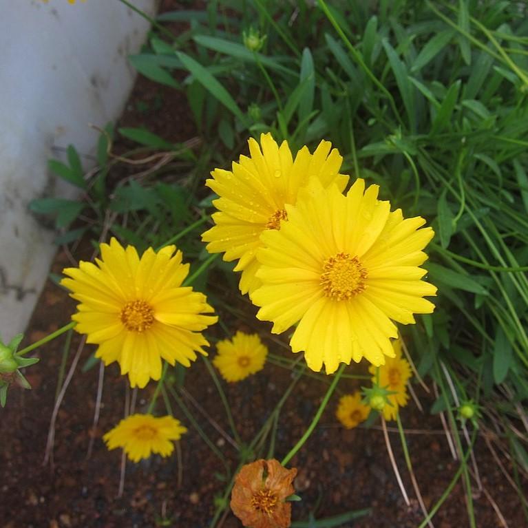 Coreopsis lanceolata ~ Lanceleaf Coreopsis-ServeScape