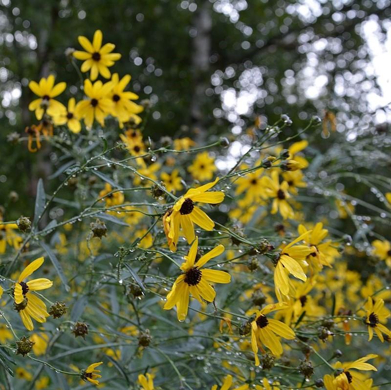 Coreopsis tripteris 'Gold Standard' ~ Gold Standard Tall Tickseed-ServeScape