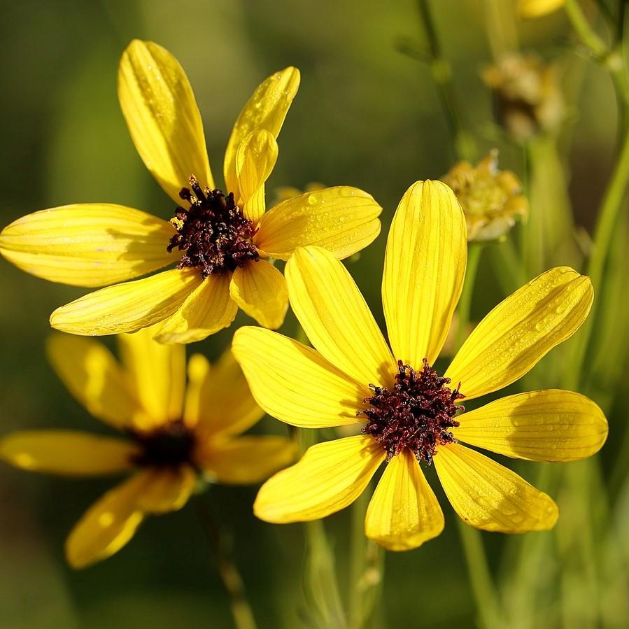 Coreopsis tripteris 'Gold Standard' ~ Gold Standard Tall Tickseed-ServeScape