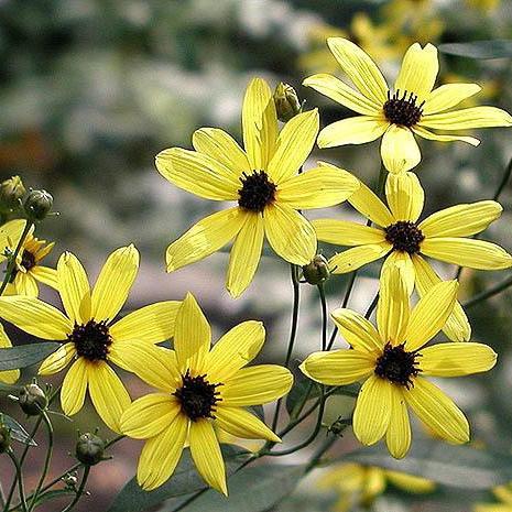 Coreopsis tripteris 'Gold Standard' ~ Gold Standard Tall Tickseed - Delivered By ServeScape