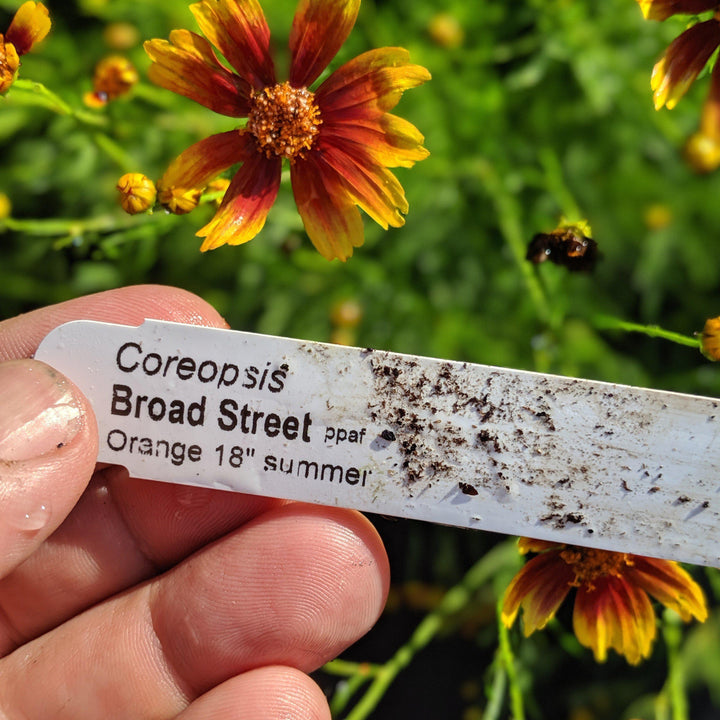 Coreopsis verticillata 'Broad Street' pp24598 ~ Cruizin™ Broad Street Coreopsis