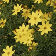 Coreopsis verticilata ‘Electric Avenue’ PP24,688 ~ Mayo Clinic Flower of Hope™ Coreopsis - Delivered By ServeScape