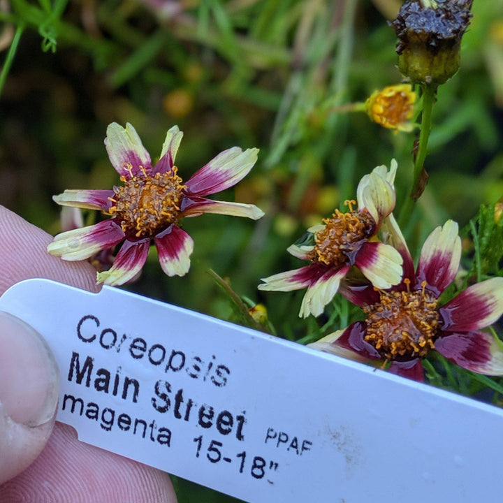 Coreopsis verticillata 'Main Street' pp24562 ~ Cruizin™ 'Main Street' Coreopsis
