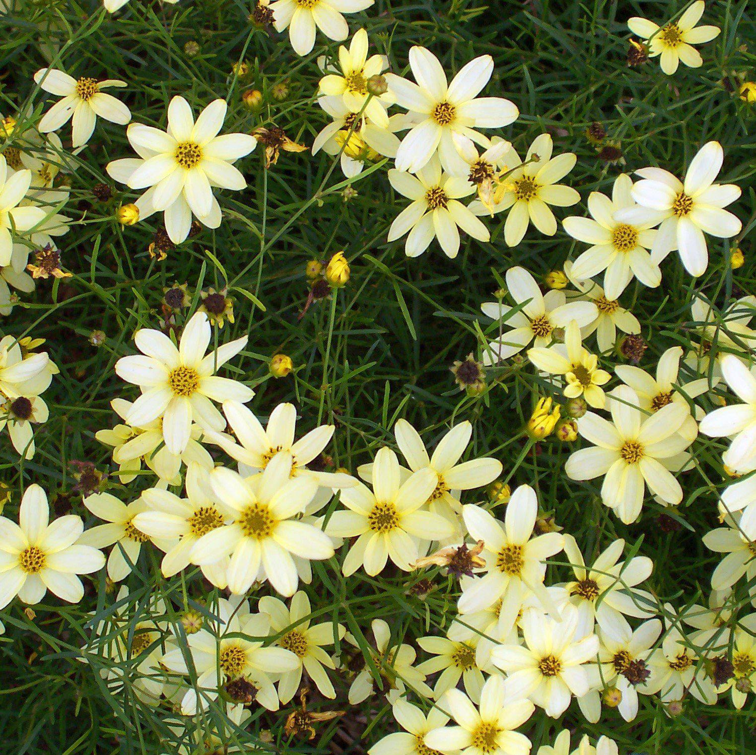 Threadleaf Coreapsis Moonbeam Threadleaf Coreopsis - Coreopsis verticillata 'Moonbeam ...