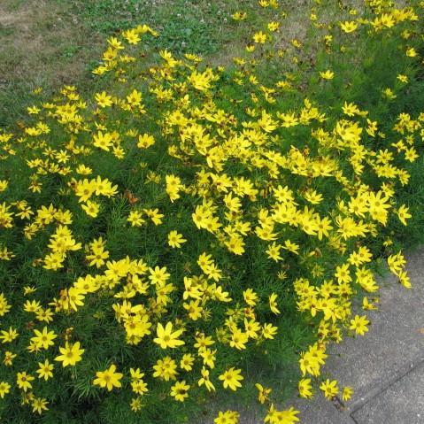 Coreopsis verticillata 'Zagreb' ~ Zagreb Threadleaf Tickseed - Delivered By ServeScape