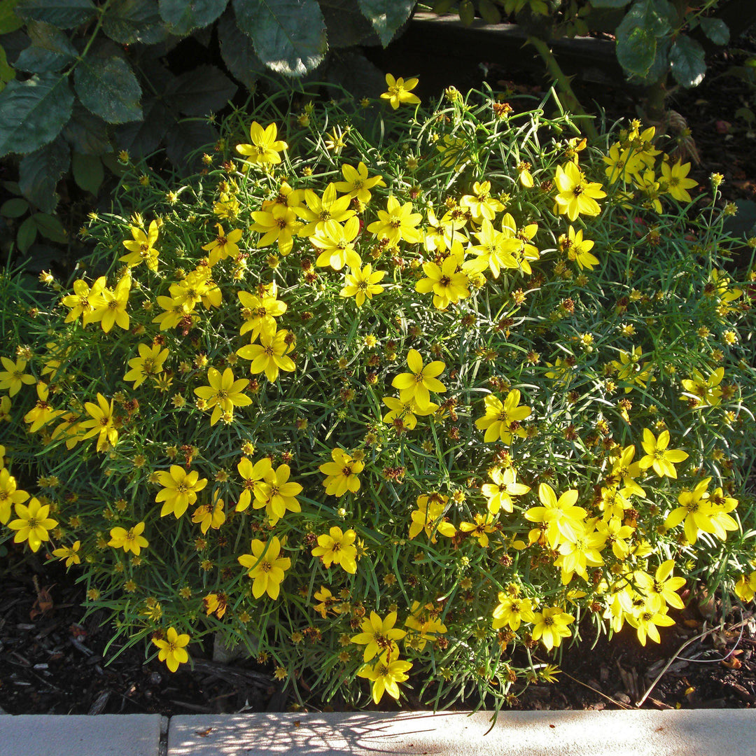 Coreopsis verticillata 'Zagreb' ~ Zagreb Threadleaf Tickseed-ServeScape