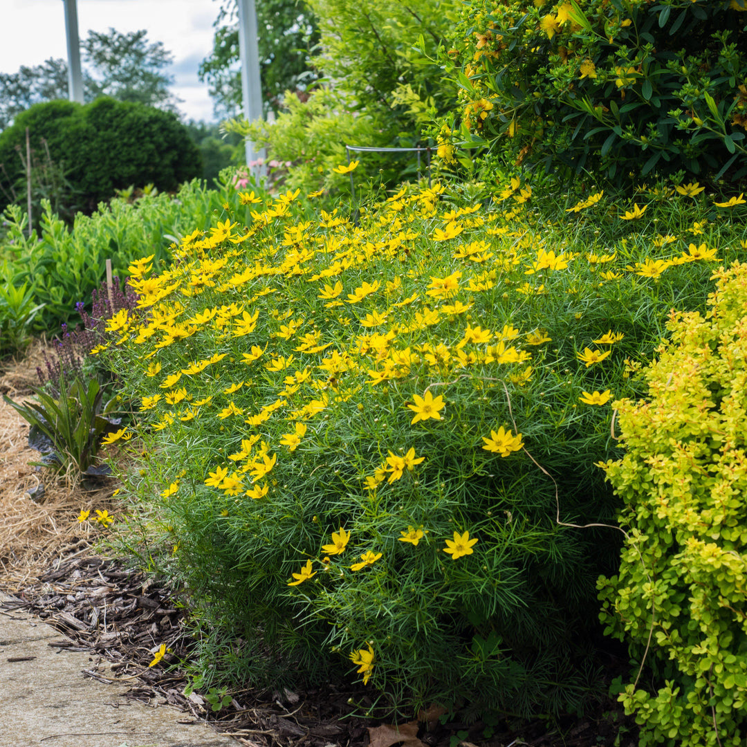 Coreopsis verticillata 'Zagreb' ~ Zagreb Threadleaf Tickseed-ServeScape