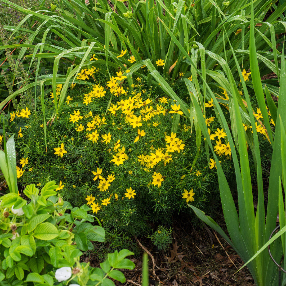 Coreopsis verticillata 'Zagreb' ~ Zagreb Threadleaf Tickseed-ServeScape