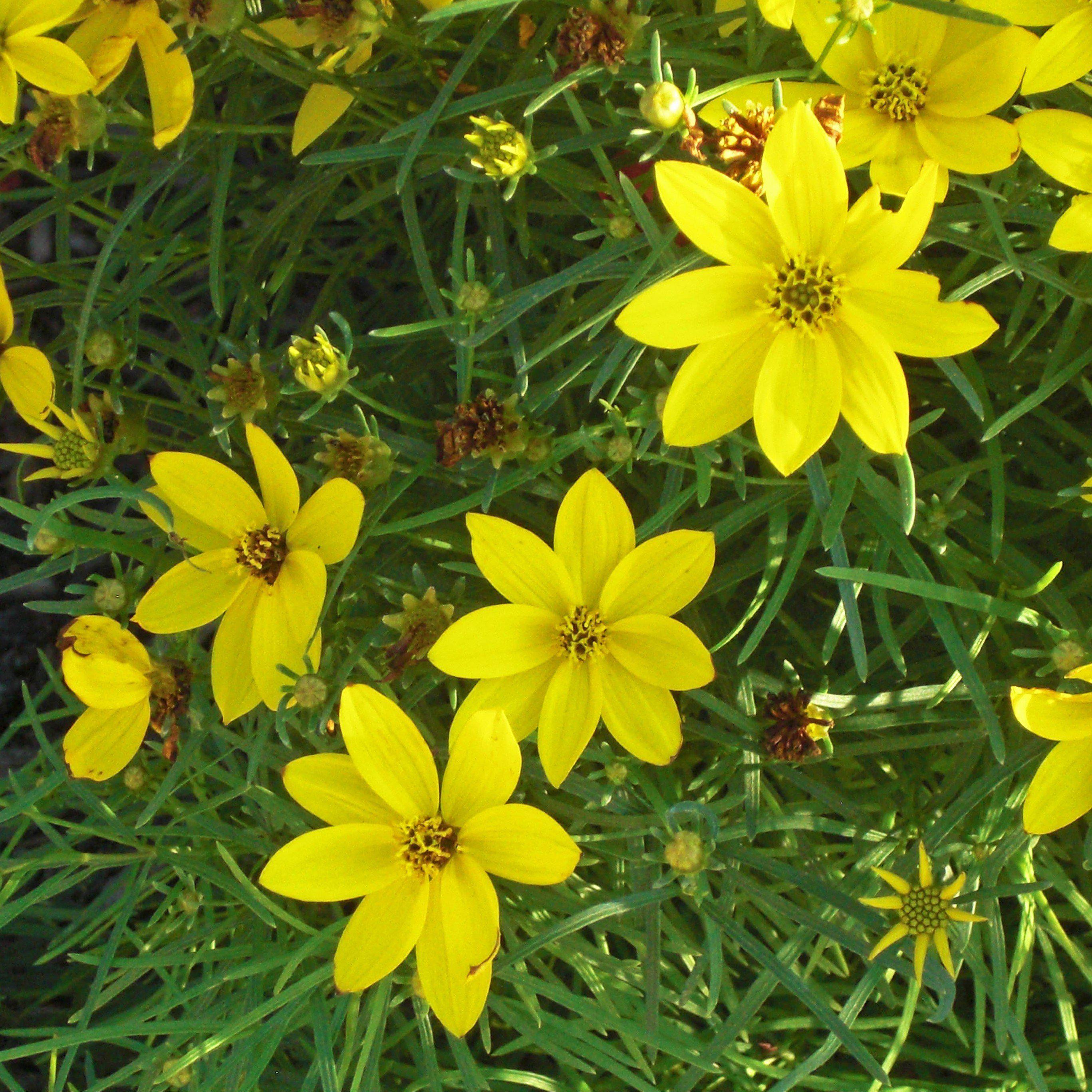 Threadleaf Coreapsis Zagreb Threadleaf Tickseed - Coreopsis verticillata 'Zagreb' – ServeScape
