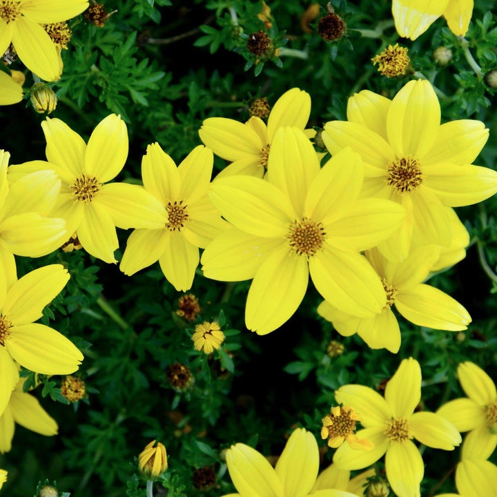 Coreopsis x 'Citrine' ~ Citrine Tickseed - Delivered By ServeScape