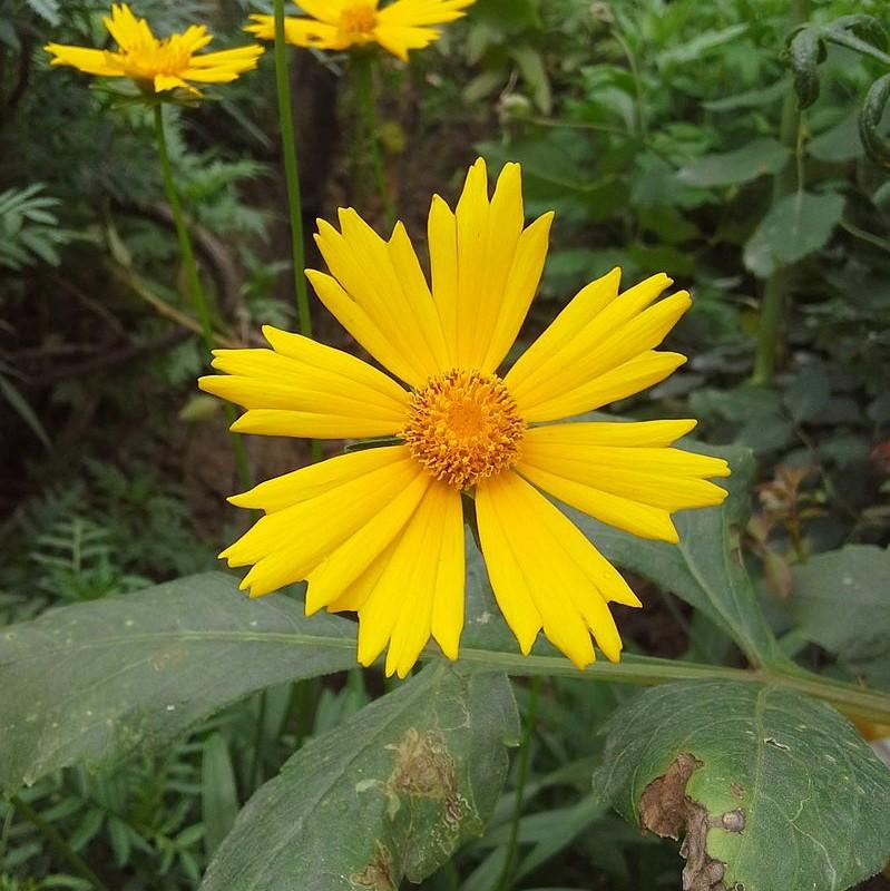 Coreopsis x 'Citrine' ~ Citrine Tickseed-ServeScape