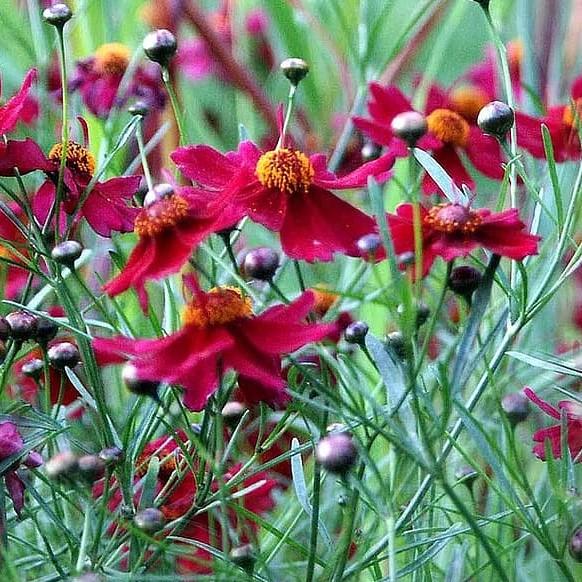 Coreopsis x 'Enchanted Red' ~ Li'l Bang™  Enchanted Red Tickseed - Delivered By ServeScape