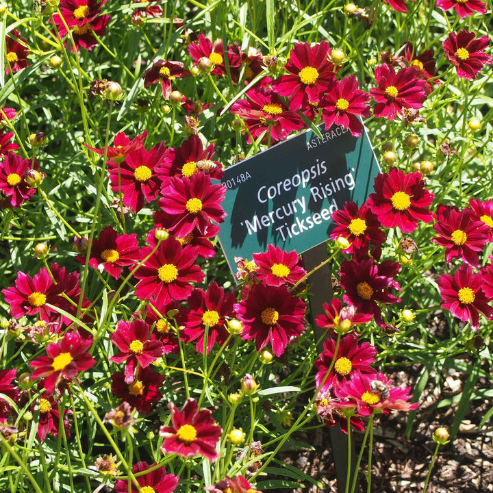 Coreopsis x 'Mercury Rising' ~ Mercury Rising Tickseed-ServeScape