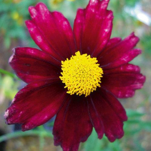 Coreopsis x 'Redshift' ~ Redshift Tickseed - Delivered By ServeScape