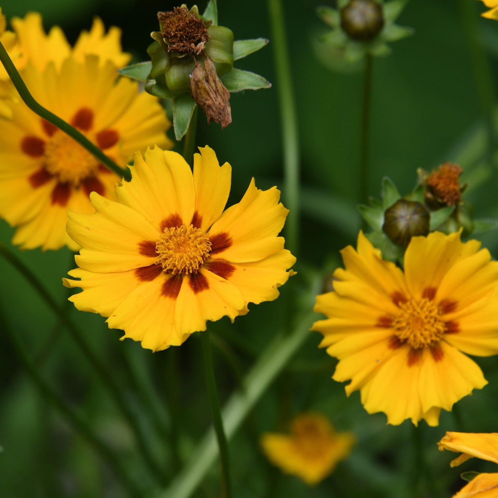 Coreopsis x 'Tequila Sunrise' ~ Tequila Sunrise Tickseed - Delivered By ServeScape